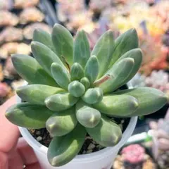 多肉植物✩.*˚七福神 抜き苗 七福神 抜き苗です - メルカリ