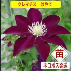 よろず屋　山木商店様 リクエスト 2点 まとめ商品