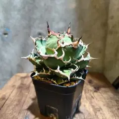 アガべ シーザー LIZE血統 アガベ agave シーザー lize血統 - メルカリ