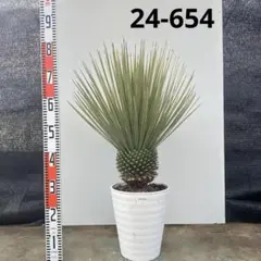 2026年最新】ロストラータ ブルーの人気アイテム - メルカリ