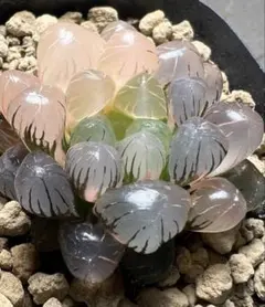 苺*苺様 多肉植物　ハオルチア　OB-1オブツーサ錦　　鮮明錦