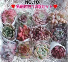 NO.10　多肉植物　名前付き12苗セット　多肉セット　寄せ植えセット　多肉弁当