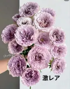 구하기 어려운 초희귀 장미 모종, 분포 불가, 해외 수종