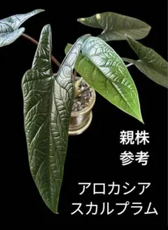 希少 アロカシア スカルプラム オーレア 吉本花城園 アロカシア スカルプラム 観葉植物 珍しい品種 希少 3号
