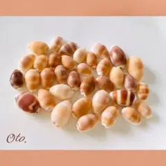 【天然貝殻】「キャラメル・ココ」miniタカラガイ♡35pcs ＊558