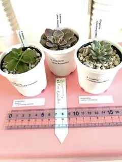 2025年最新】多肉植物 エケベリア セットの人気アイテム - メルカリ