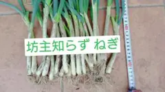 坊主知らずネギ苗 20本/坊主しらず/ねぎ苗