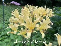 strata様 リクエスト 4点 まとめ商品