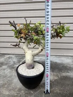 0011 金のなる木 5円玉2個挿入 幹の太様19cm 高さ 60cm 0011 金のなる木 5円玉2個挿入 幹の太様19cm 高さ 60cm - メルカリ