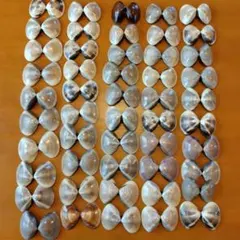 ハマグリ 貝殻 50対