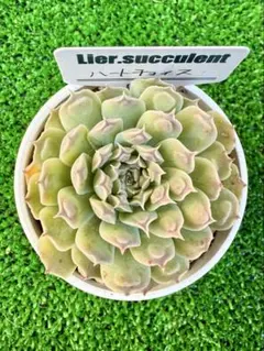 多肉植物　ハートチョイス　エケベリア　リエール