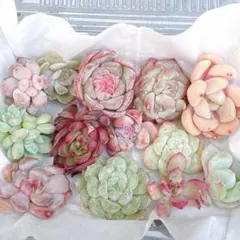 ⑦ (メルカリ便) 現品！　多肉植物　韓国苗　寄せ植え　カット苗　多肉弁当