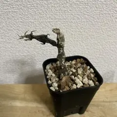 체로페기아 보셀리