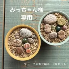 リトープス　寄せ植え2個セット（2号鉢）