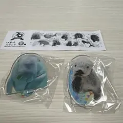 鳥羽水族館 ラッコ