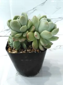 多肉植物　ヒューミリス　抜き苗