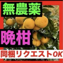 （鹿児島県産）ゆみ 熟成タンカン Sサイズ 4.5〜5k いちき串木野市産 鹿児島県産）熟成タンカン Sサイズ 4.5〜5k いちき串木野市産 - メルカリ