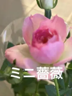 ミニバラ苗　1ポット