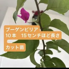 2026年最新】ブーゲンビリアの人気アイテム - メルカリ
