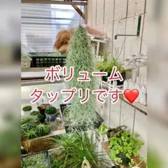 lotus様 リクエスト 3点 まとめ商品