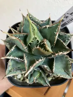 アガべチタノタ　豆豆龍　ブツブツ　親株　低重心(子株2付き) 希少ブツブツ系アガベ】痘痘龍(豆豆龍)子株 / チタノタ