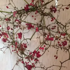 今季最後！サンキライ(サルトリイバラ) 5本セット販売