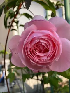 バラ苗 切りバラ苗 Vic♡pink♡♡Rose苗。 - メルカリ