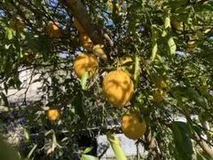 2026年最新】台木の人気アイテム - メルカリ