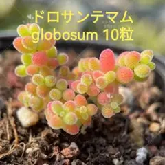 foomoo様 リクエスト 2点 まとめ商品