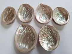 あ12　日本海産天然あわび貝殻6枚まとめ売り♪送料込み♪