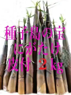 今期ラスト！朝掘り新鮮たけのこ( 真竹) 10kg ！収穫出来次第で即日