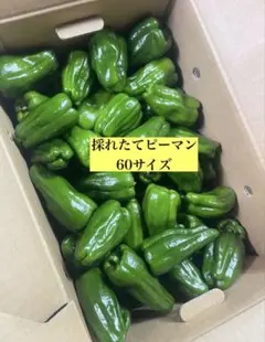 新鮮採れたてピーマン 60サイズ ASAHI FARMのサムネイル