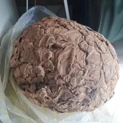 蜂の巣 特大 巨大 スズメバチの巣 直径約40cm天然物 オブジェ - メルカリ