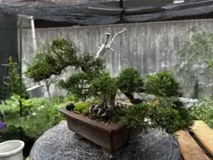 シン助様専用イワヒバ石付け - メルカリ