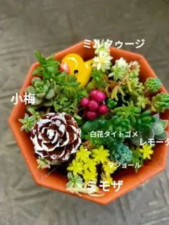 そのまま飾れる寄せ植え多肉Ꮚ ᐝ鉢ごと発送