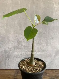 【最終値下げ】　ボンバックス プセウド ボンバックス 013 Pseudobombax ellipticum | Sunny