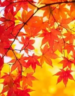 さくらもち 様 専用出品