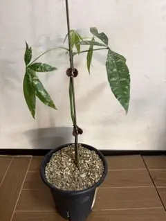 レア♡パキラ♡ミルキーウェイ♡接木♡6号♡お鉢ごとメルカリ便で レア♡パキラ♡ミルキーウェイ♡接木♡6号♡お鉢ごとメルカリ便で