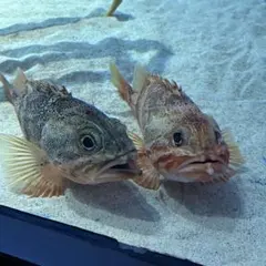 こちらになります