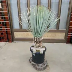 マルデヌベスver.ロスト ユッカ マルデヌベス ver.ロスト① ユッカ マルデヌベス ver