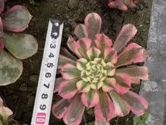 せみせみ様 リクエスト 2点 まとめ商品