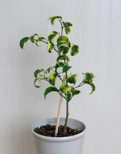 ベンジャミンバロック