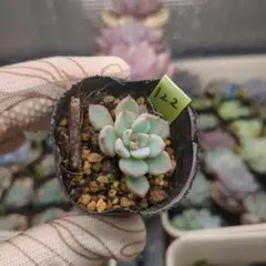 くに里多肉　よっしー様 リクエスト 6点 まとめ商品