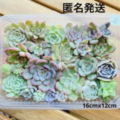 2 多肉植物　多肉弁当　詰め合わせ　寄せ植え　セット　韓国苗　カット苗　セダム
