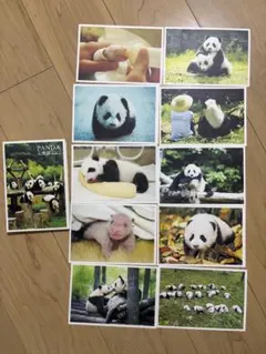 PANDA 大熊猫 ポストカード 10枚セット