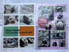 シャンシャン　他　クリアファイル　上野動物園