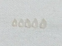 貝 貝殻 標本 チョウチョウミドリガイ×5個　153