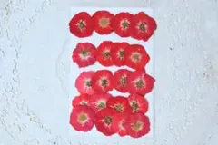押し花赤バラ15枚