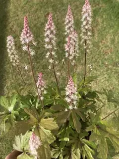 ひろりん様 リクエスト 2点 まとめ商品