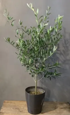 オリーブの木 エルグレコ ブラックテラコッタ鉢植え 苗 スタイリッシュ